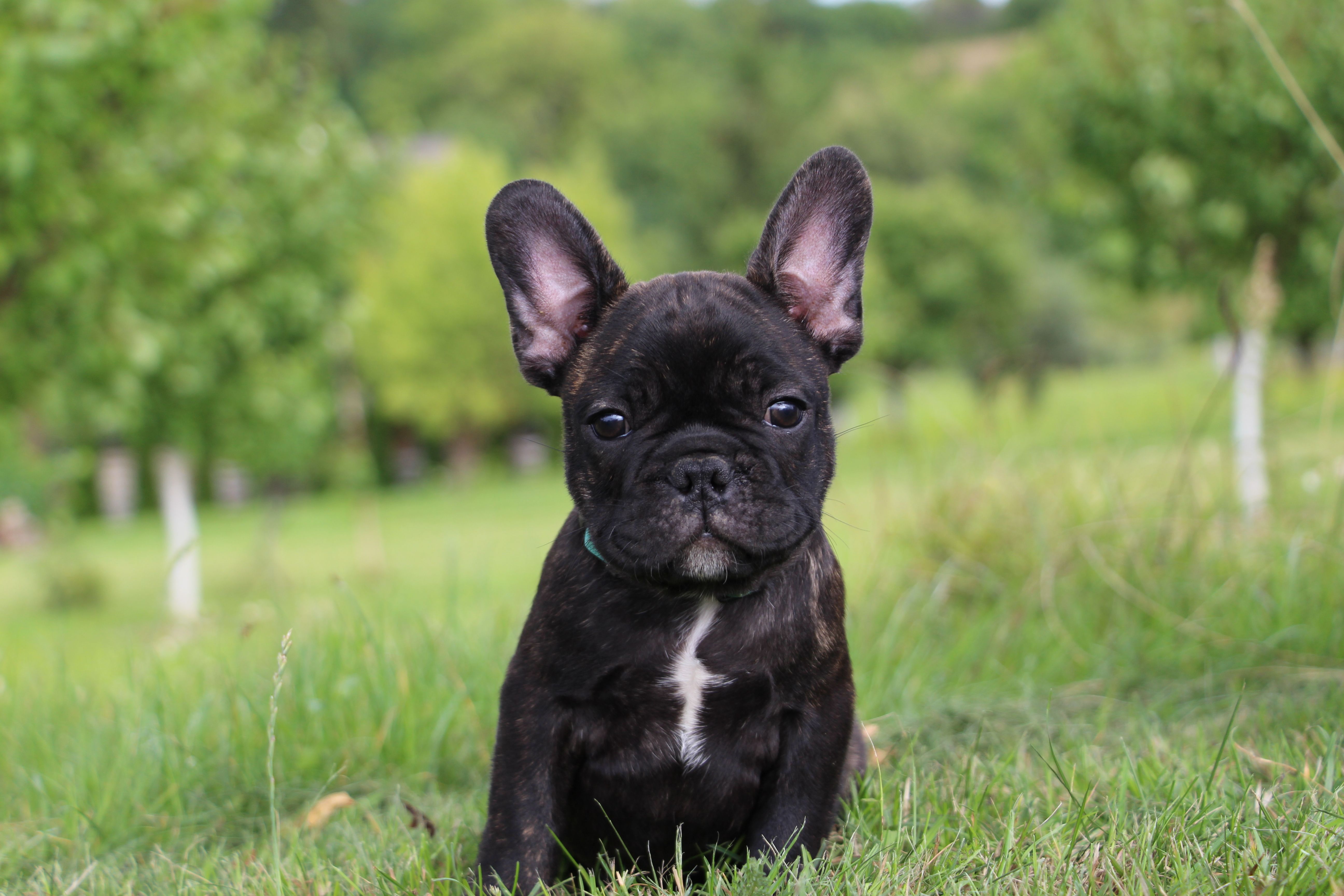 <svg class='blue'></svg> <b>Marrel</b> <svg class='blue'></svg>